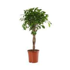 Ficus 'Moclame':tige H70cm pot D17cm