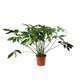 Philodendron 'Green Wonder':H 120cm pot D40cm