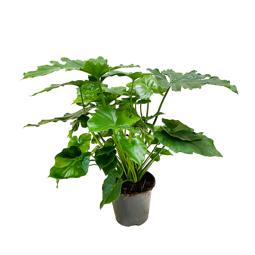 Philodendron mix:H 40cm pot D14cm