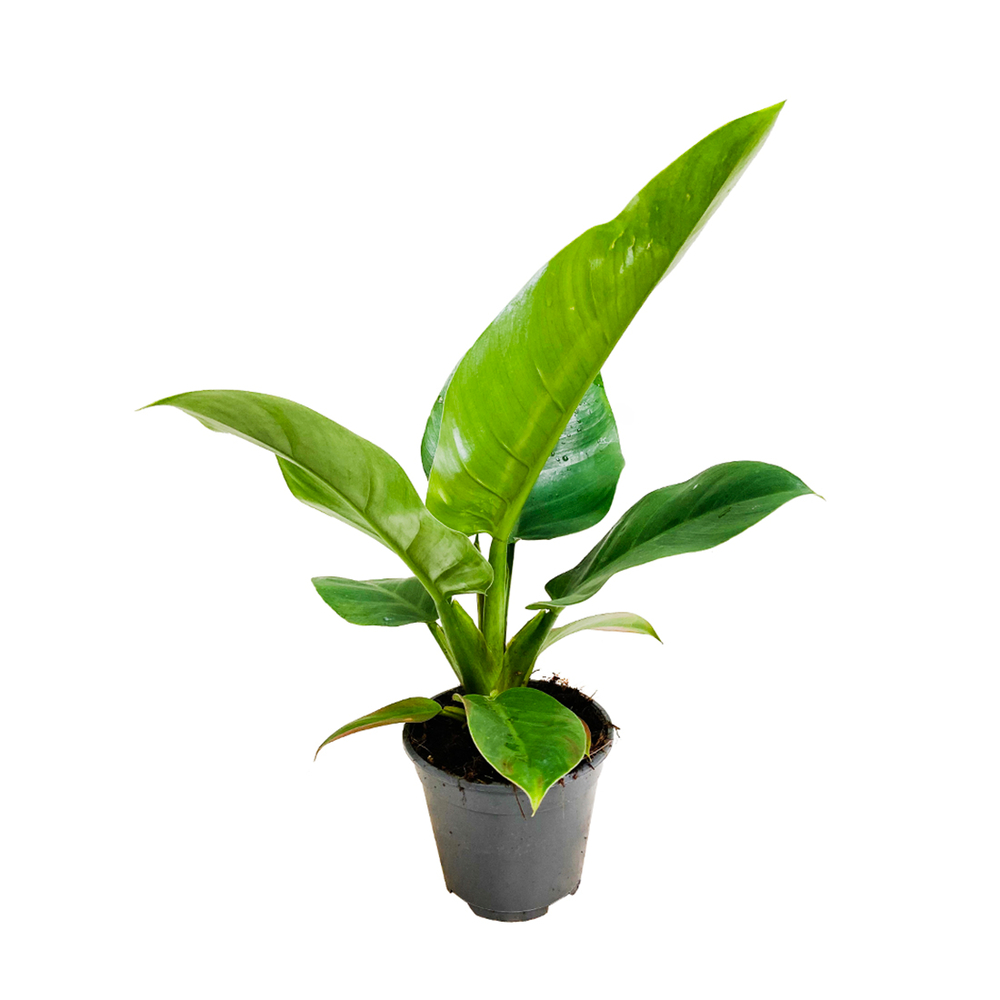 Philodendron mix:H 40cm pot D14cm | Truffaut