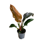 Philodendron mix:H 40cm pot D14cm