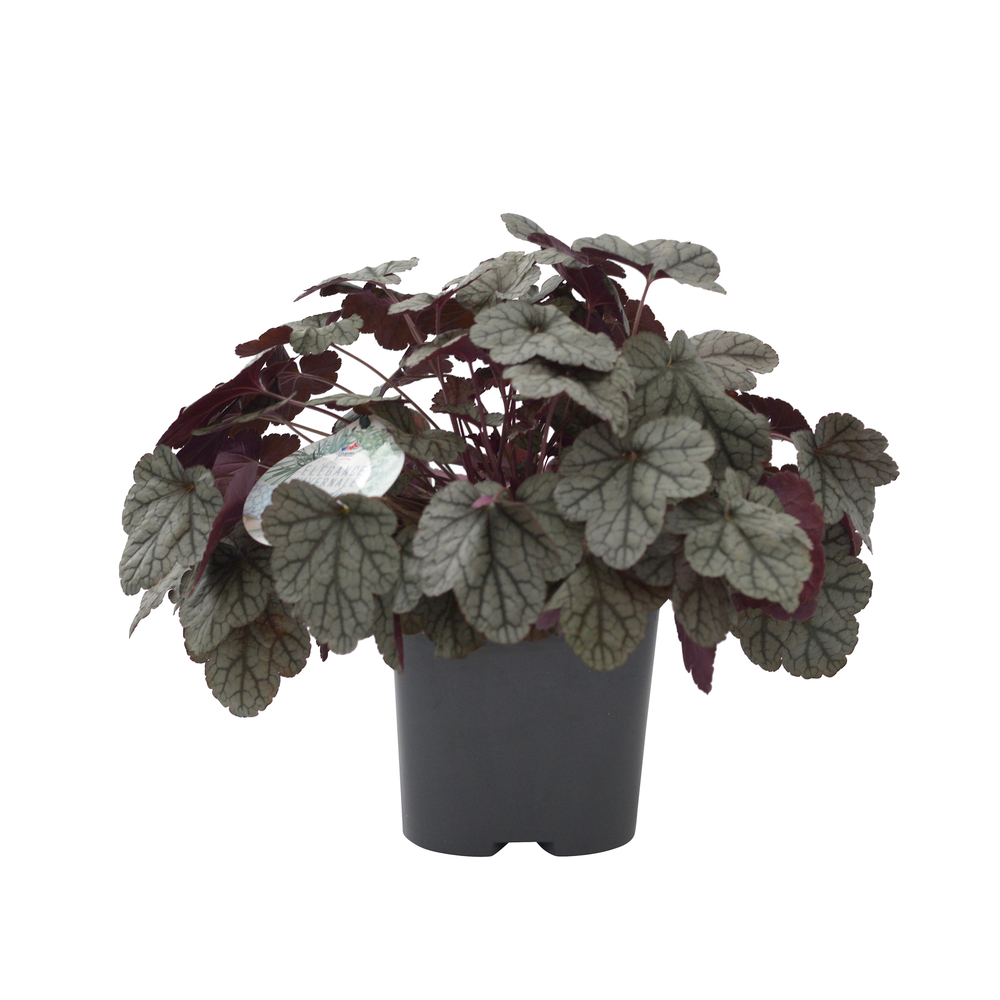 Heuchere Sugar Frosting' pot 2L