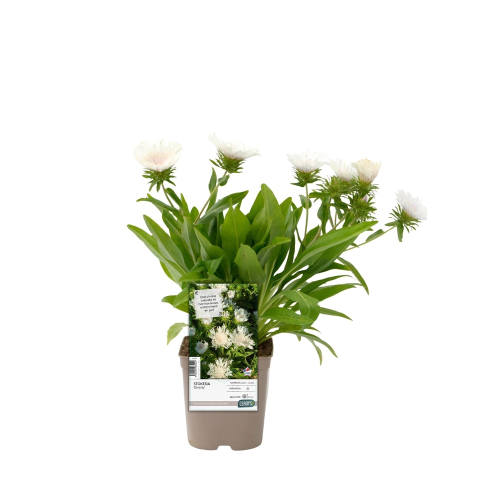 Stockesia laevis 'Divinity':pot 2L