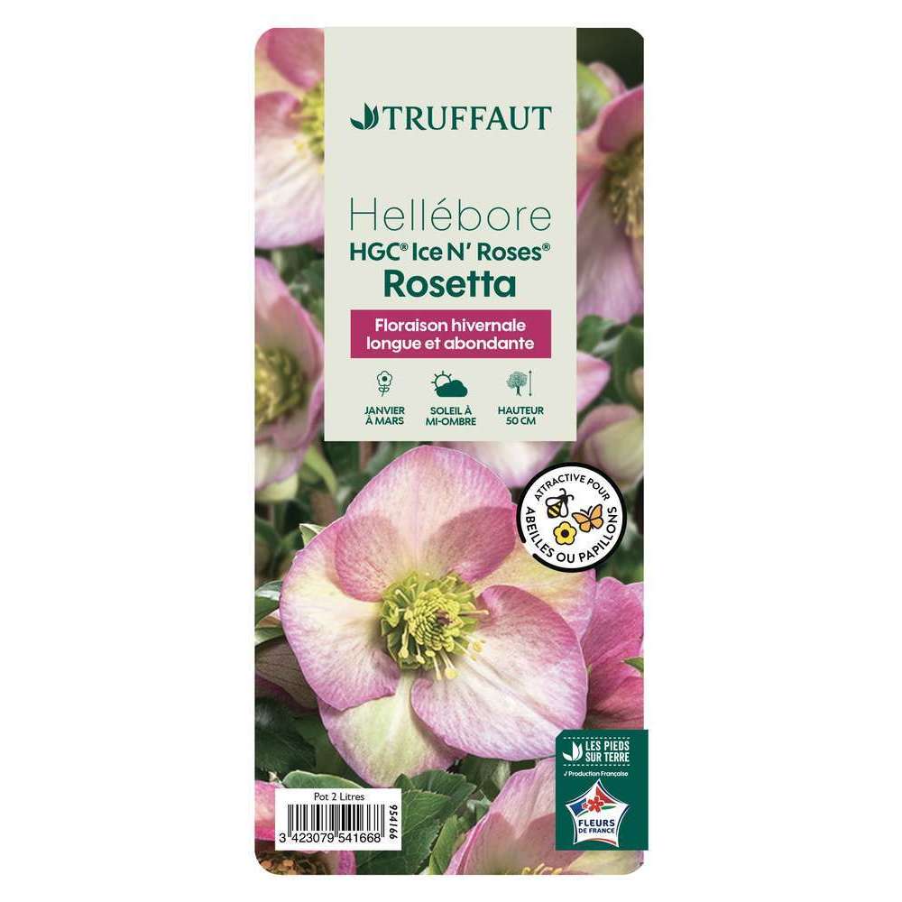 HELLEBORE INR ROSETTA C 2L-(954166)