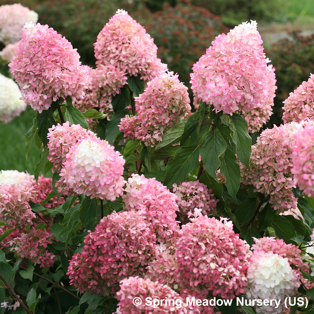 Hydrangea paniculata 'Pinkachu' : pot 4 L