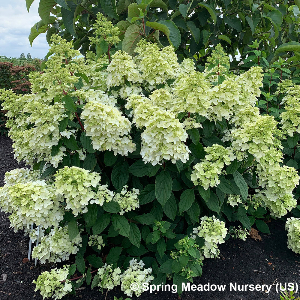 Hydrangea paniculata 'Fire Light' : pot 4 L