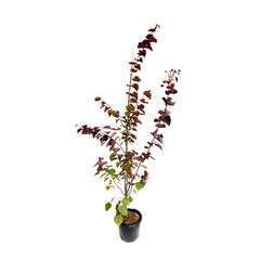 Cercis canadensis 'Red ForceÂ®': pot 15 L