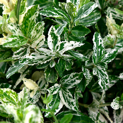 EUONYMUS F. HARLEQUIN C3L-(954302)