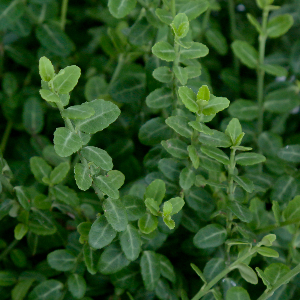 EUONYMUS F. MINIMUS C3L-(954303)