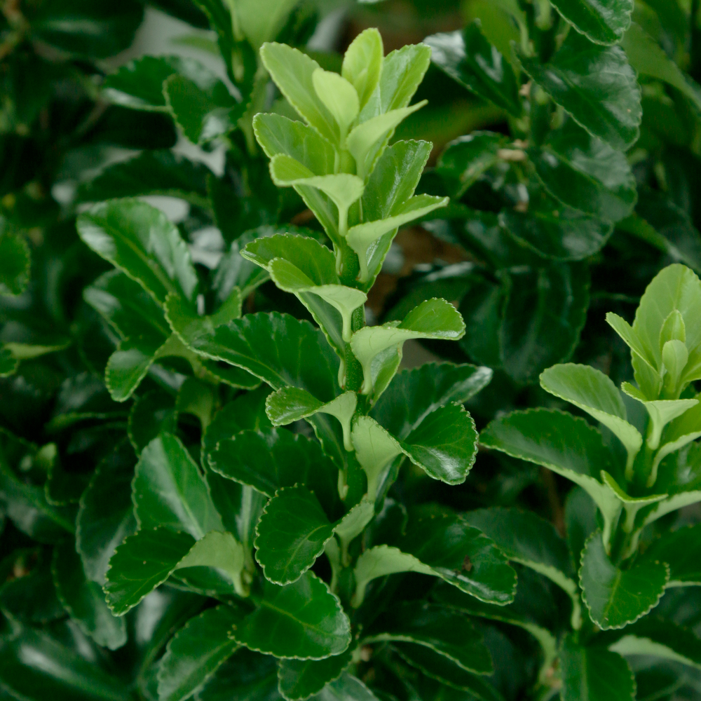 EUONYMUS J. BENKOMASAKI C3L-(954305)