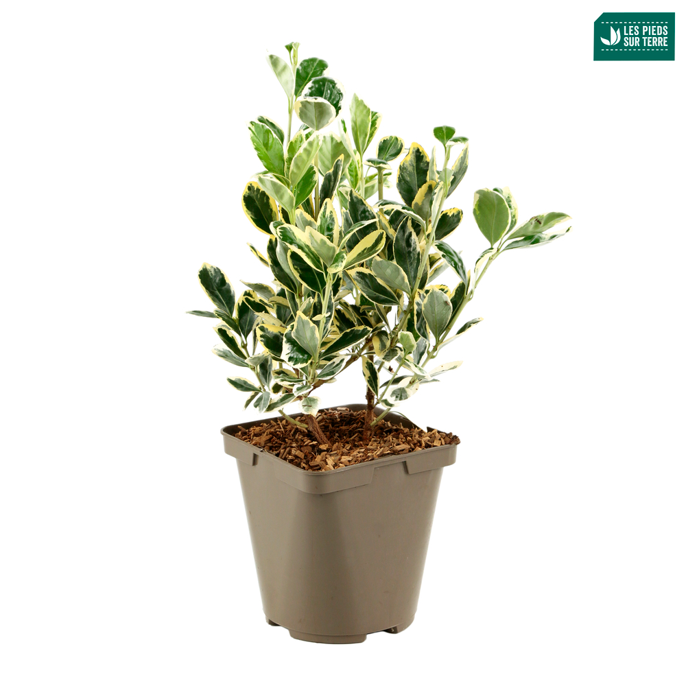 EUONYMUS J. BRAVO C3L-(954306)