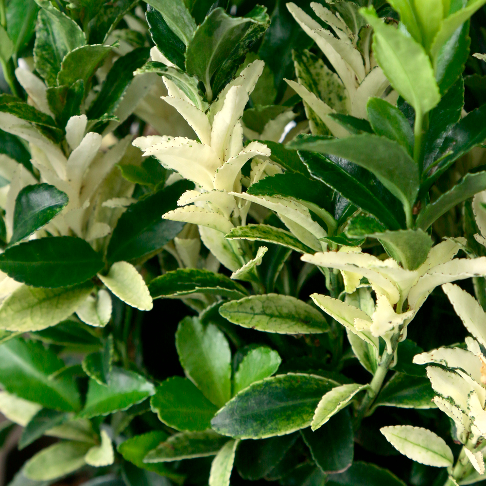EUONYMUS JAP.PALOMA BLANCA C3L-(954308)