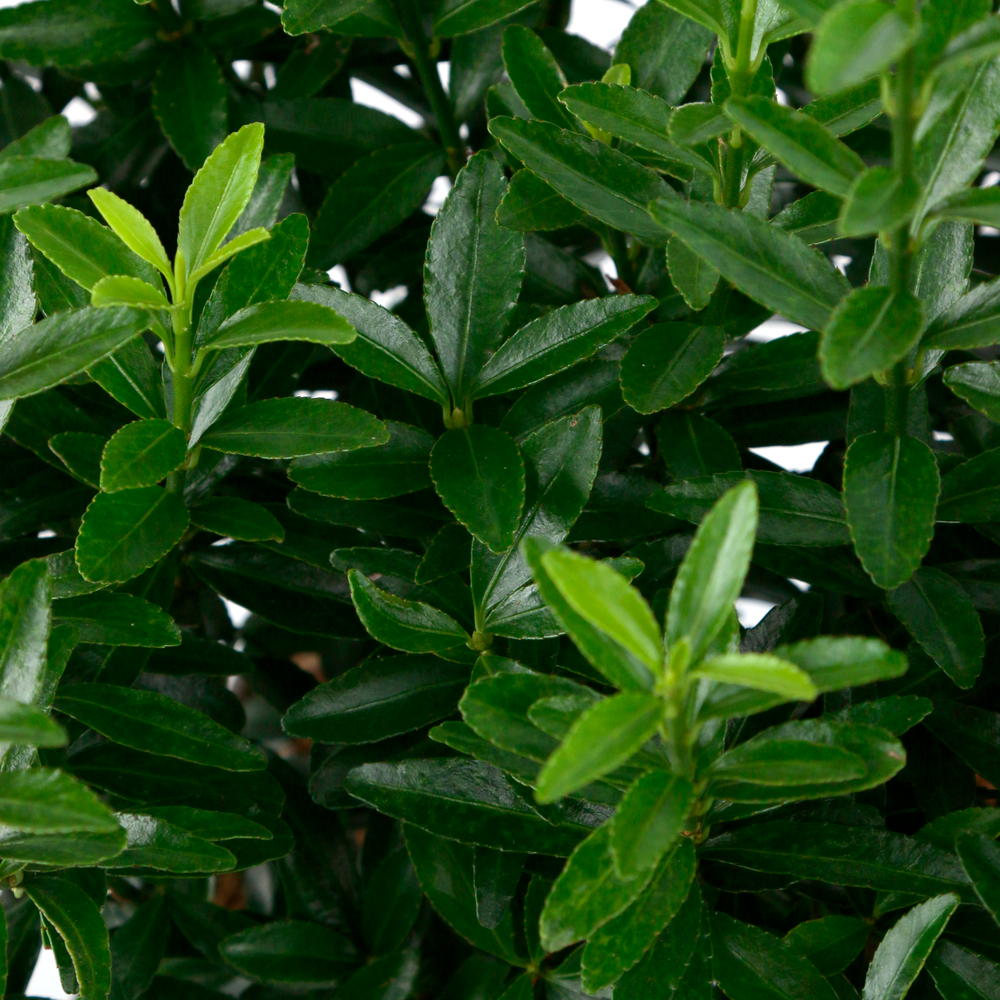 EUONYMUS MICROPHYLLUS C3L-(954309)