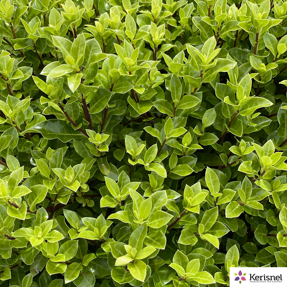 Pittosporum tenuifolium 'Midget' : pot 5 Litres