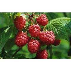Framboisier Brazel Berries ® 'Raspberry Shortcake'® :pot 4.5L