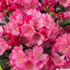 Rhododendron x mix : pot 6L