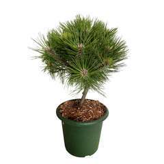 Pinus nigra Marie Bregeon