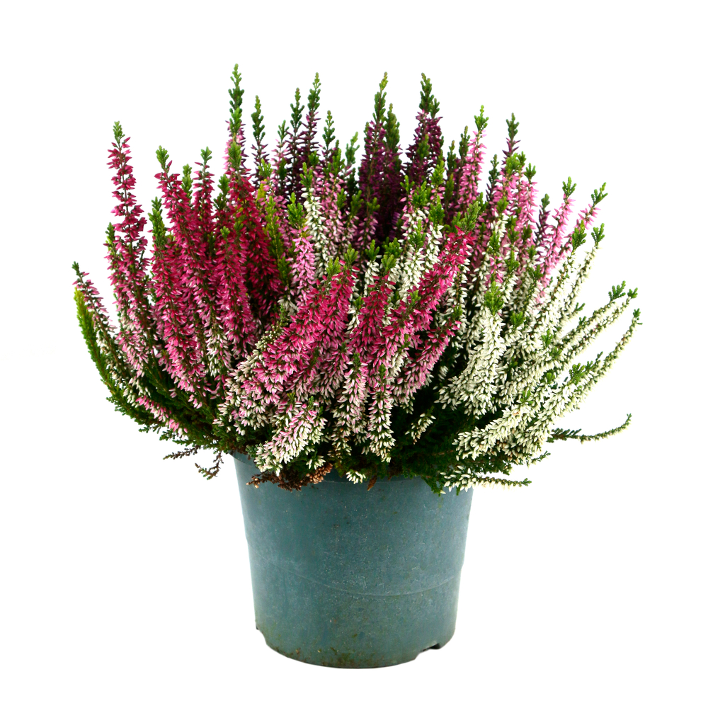 Calluna Beauty Ladies® High Five Pot D 17cm