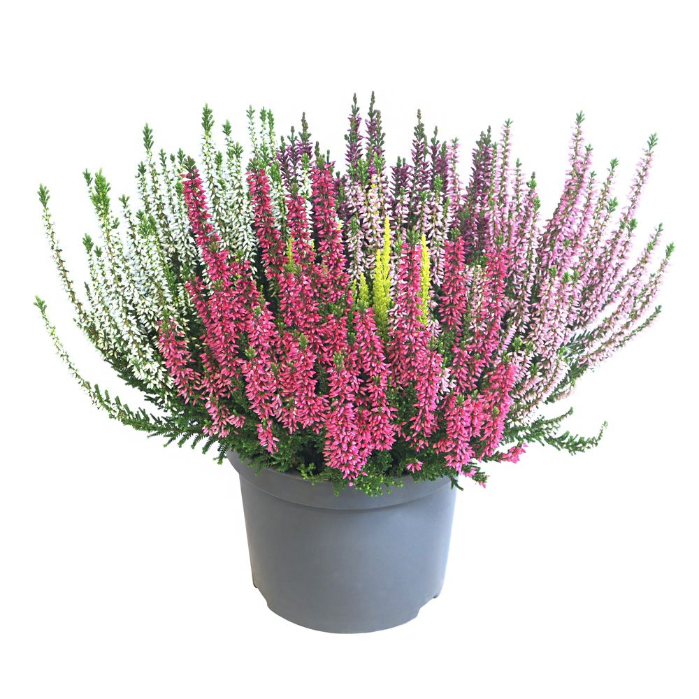 Calluna Beauty Ladies® High Five Pot D 17cm