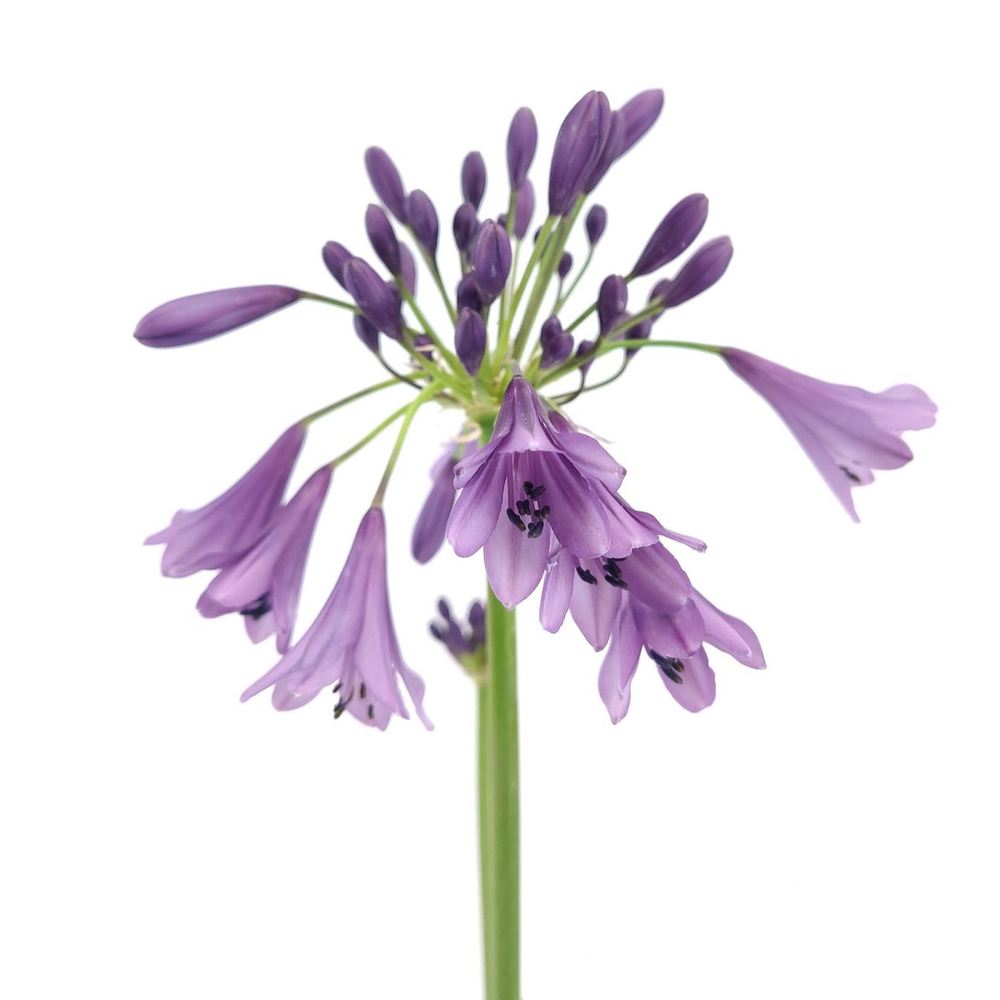 Agapanthe 'Poppin purple' : pot de D.17cm