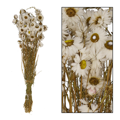 Bouquet séché de Acrolynium Blanc