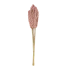 Pampas Vinz pour bouquet de fleurs séchées H.75cm - 10 pièces