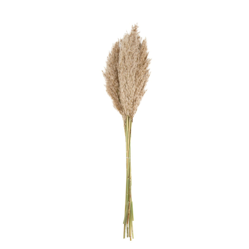 Pampas Vinz Nature pour bouquet de fleurs séchées H.75cm - 10 pièces