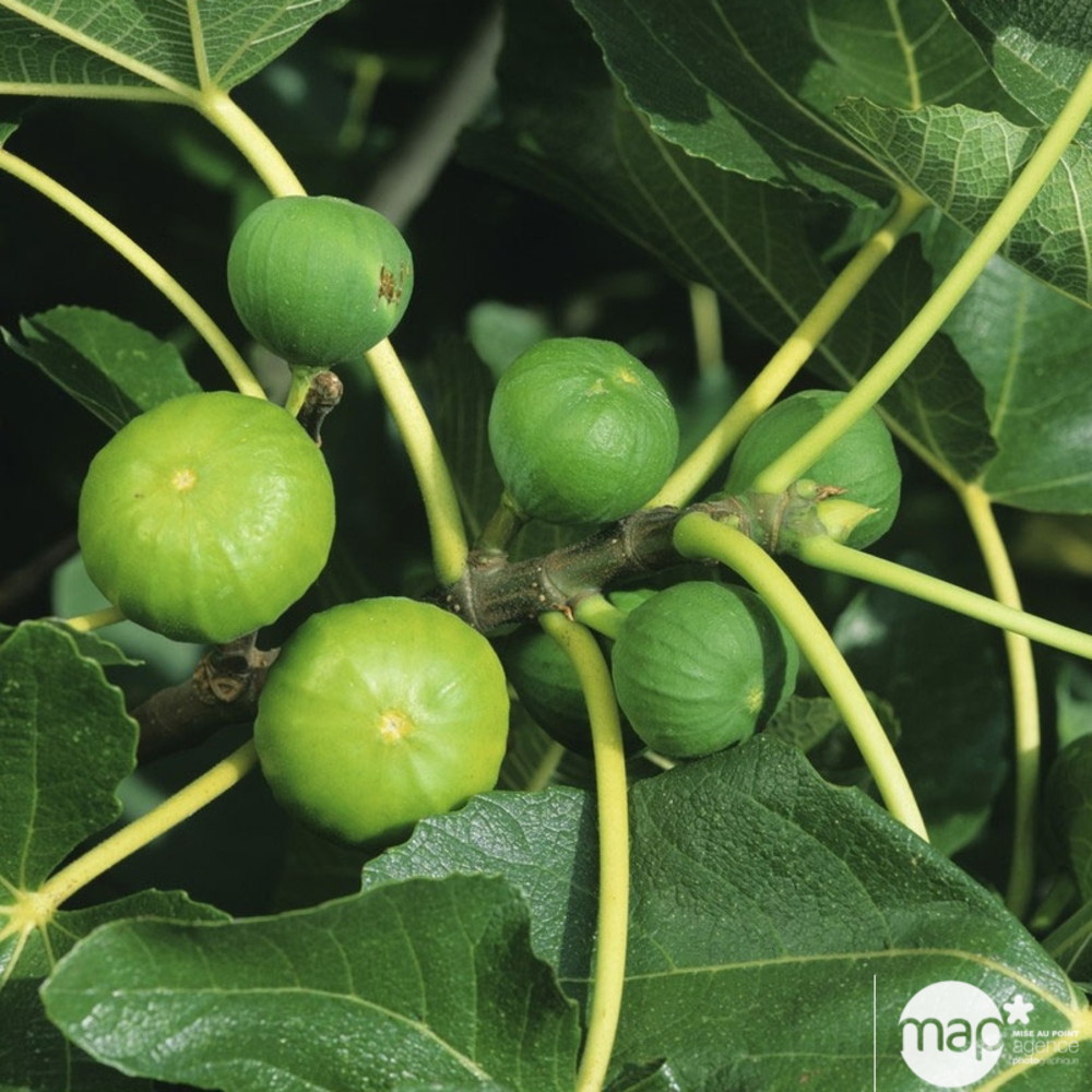 Figuier 'Violette d'Argenteuil': bio 1/4 tige