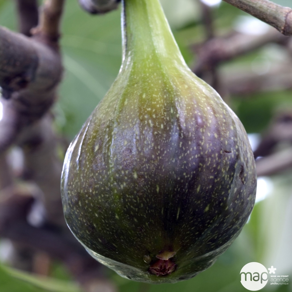 FIGUIER B.TURKEY AB BOUR-(1010831)