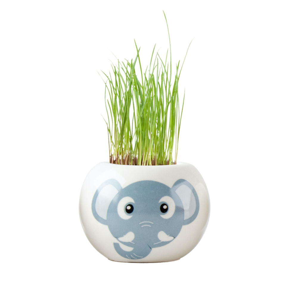 Graines de fleurs-Pot éléphant