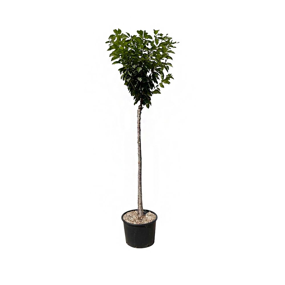 Prunus à fleurs : pot 25L 