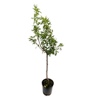 Amandier 'All in One'® : gobelet 3 ans pot
