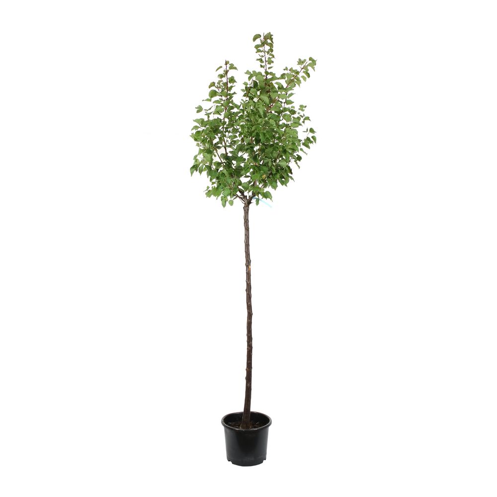 Abricotier 'Bergeval'® :1/2 tige pot 