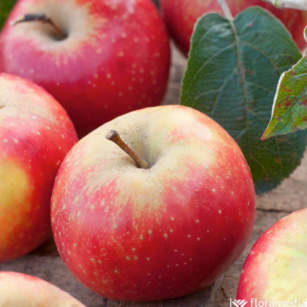 Pommier 'Ariane' :1/2 tige pot