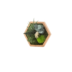 Cadre végétal stabilisé Hexagonale Nature S