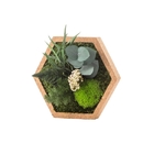 Cadre végétal stabilisé Hexagonale Nature L