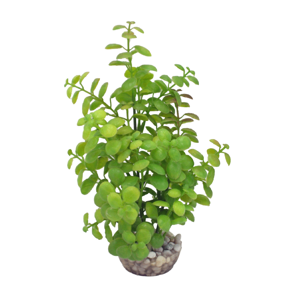 Plante artificielle pour aquarium, arbre lentille - H.22cm