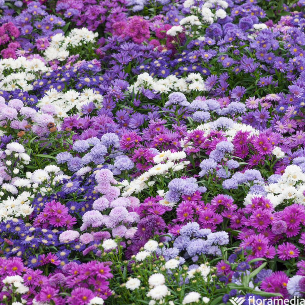 Aster en Jardinière + soucoupe 40 cm