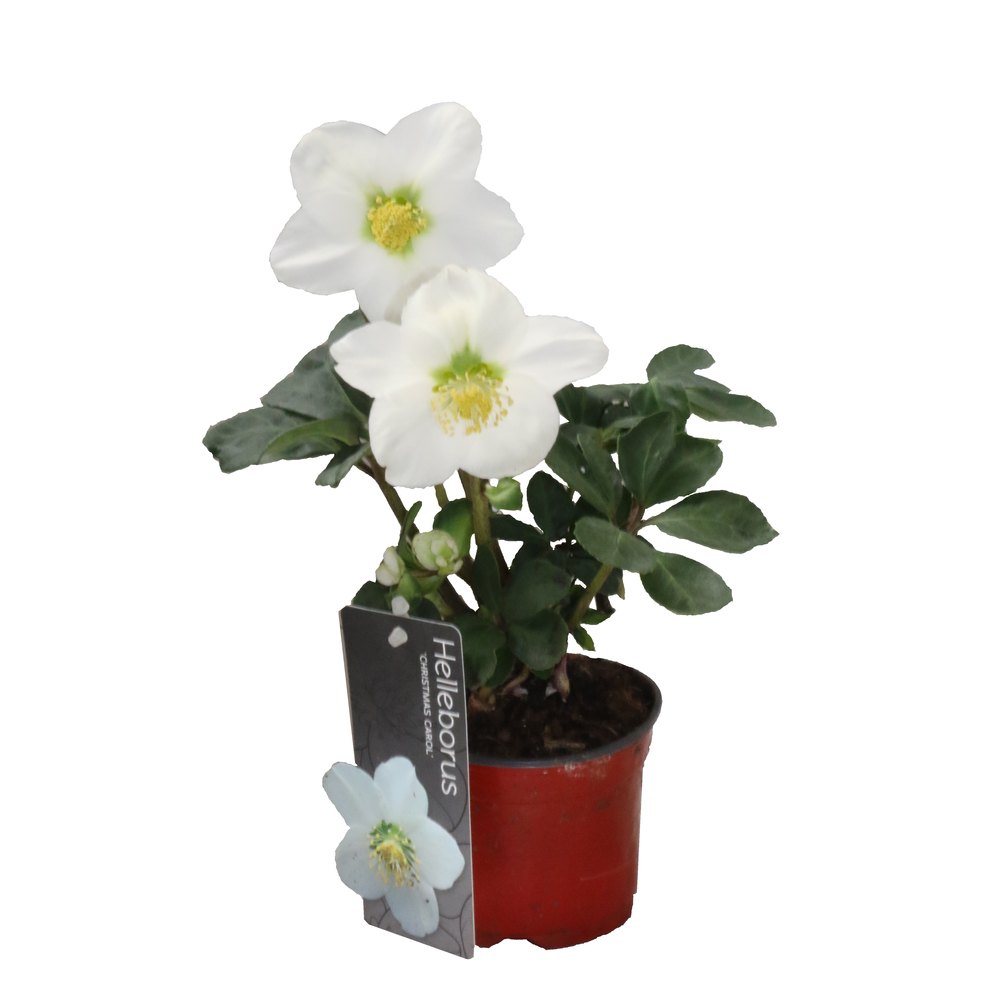 Hellebore niger, Rose de Noël : pot 0,5L