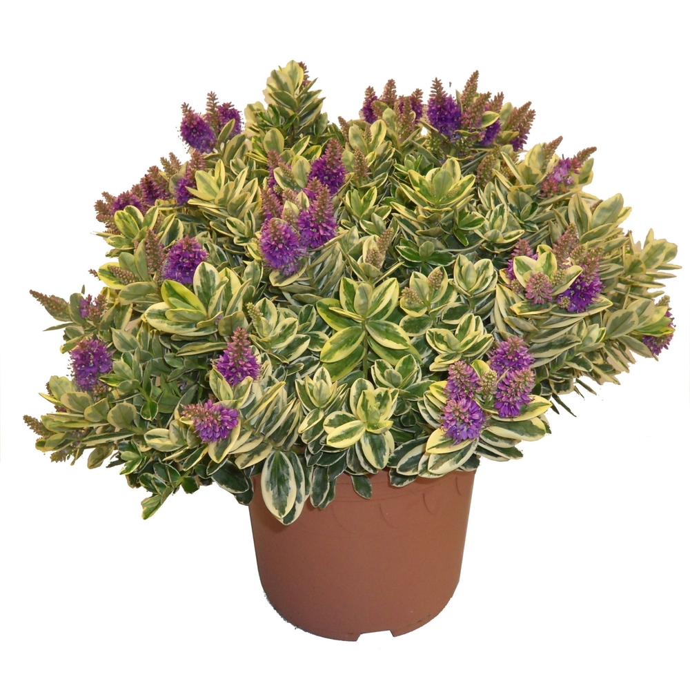 Véronique panachée : pot 10L