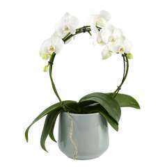 Orchidée Phalaenopsis, arceau mix dans un cache-pot