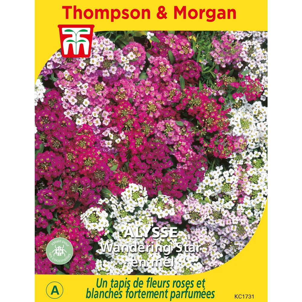 Graines de Alysse Wandering Star