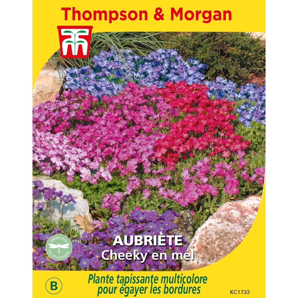 Graines de Aubriète Cheeky en mélange