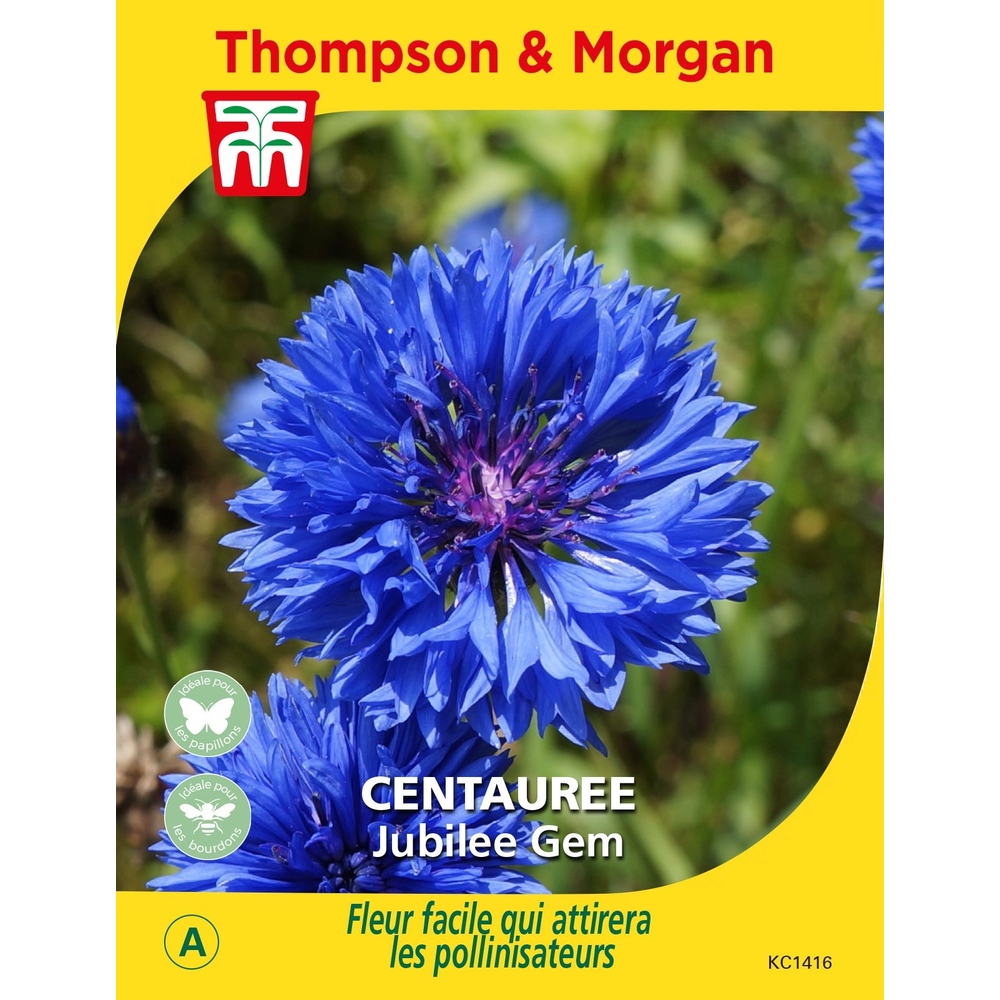 Graines de Centaurée Jubilee Gem