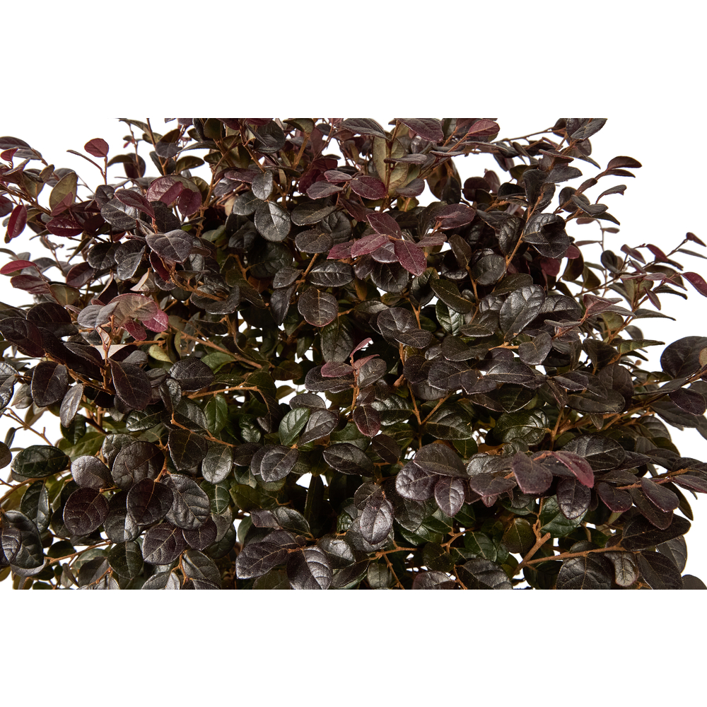 Loropetalum 'Black Pearl®' - Pot 7/10L