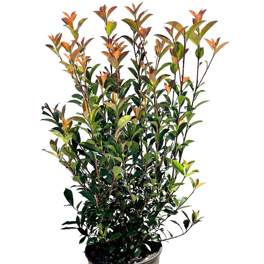 Photinia x fraseri 'Carré Rouge' - Pot 10L