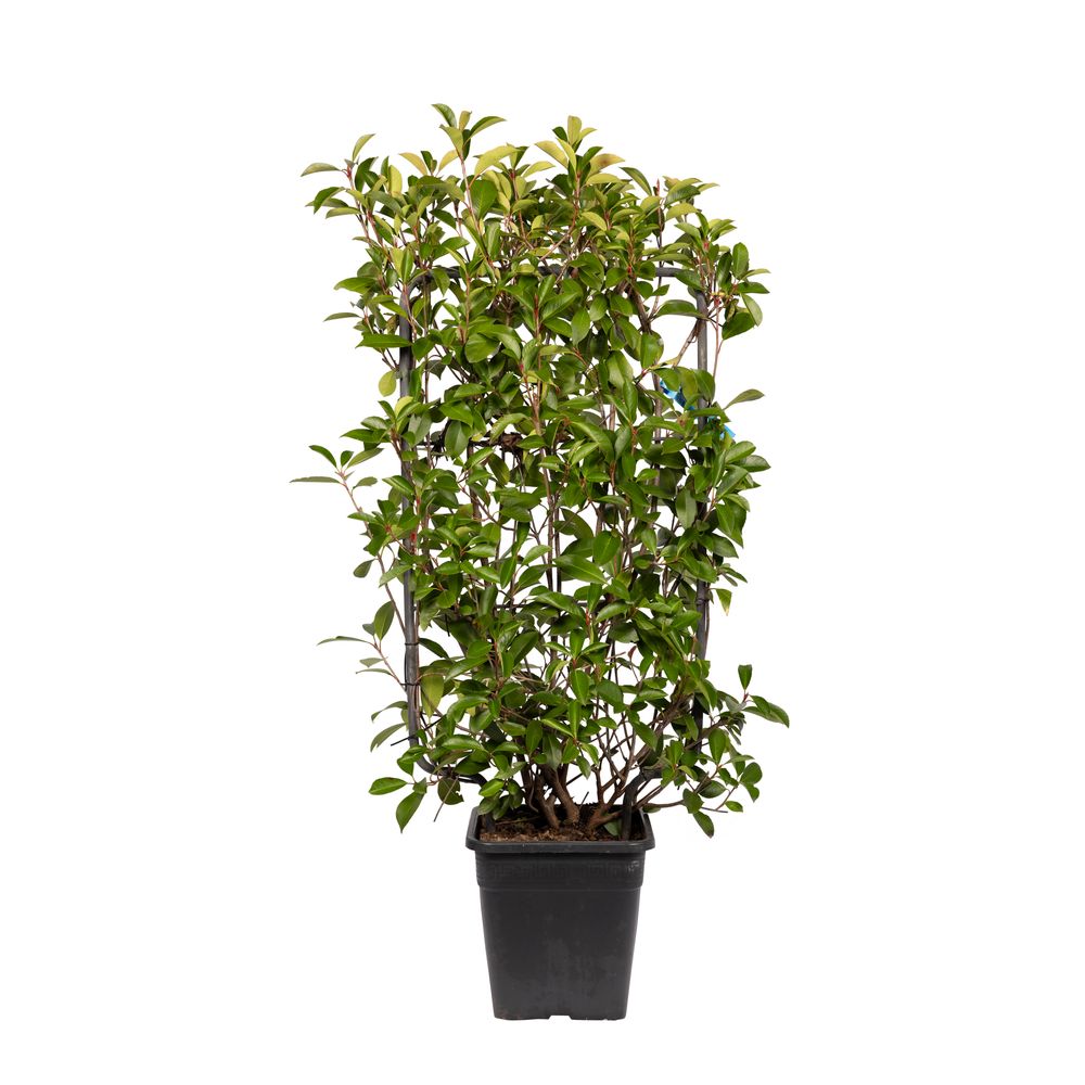 Photinia Red Robin : Vqlt 18 