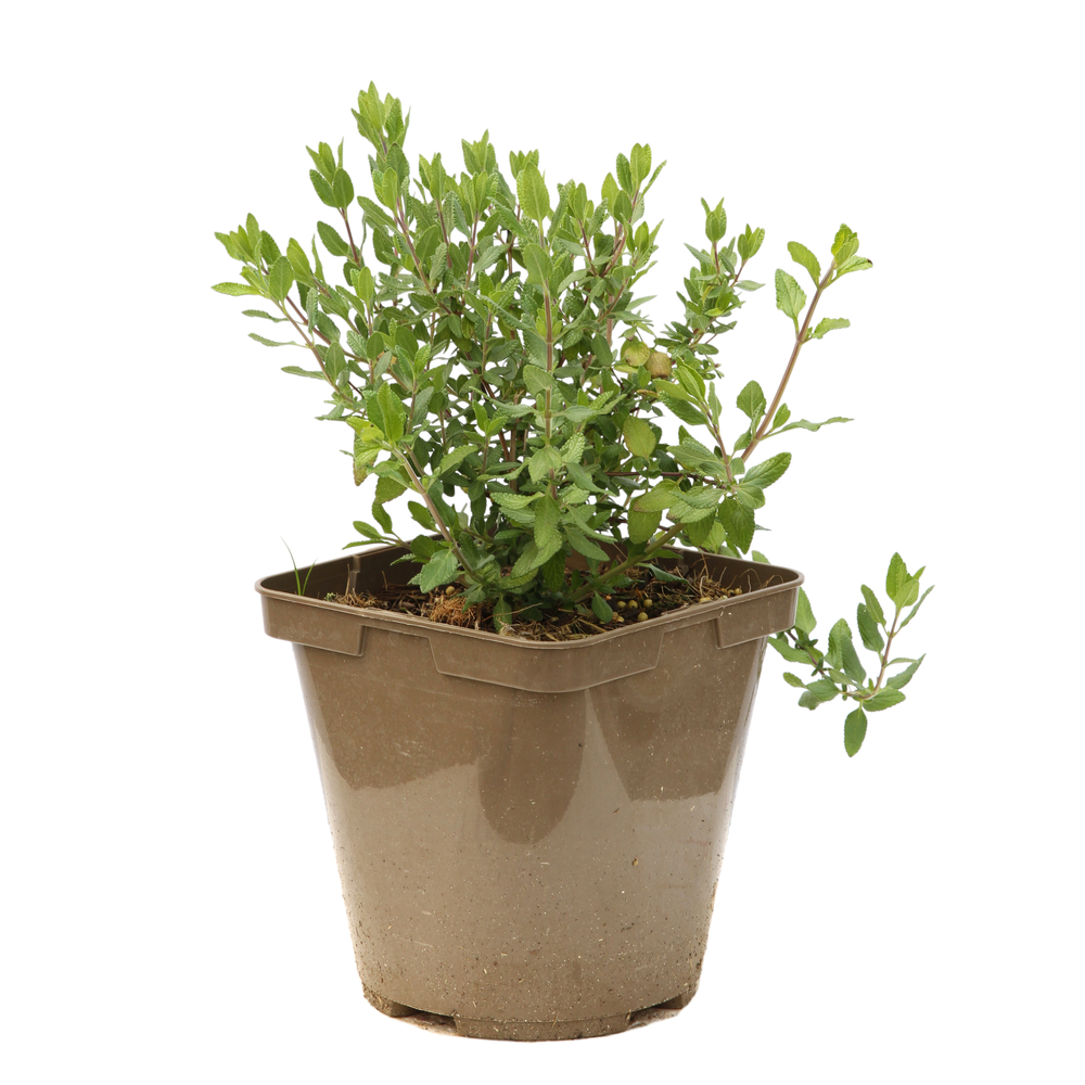 Salvia 'So Cool Pale Blue®' pot 3L