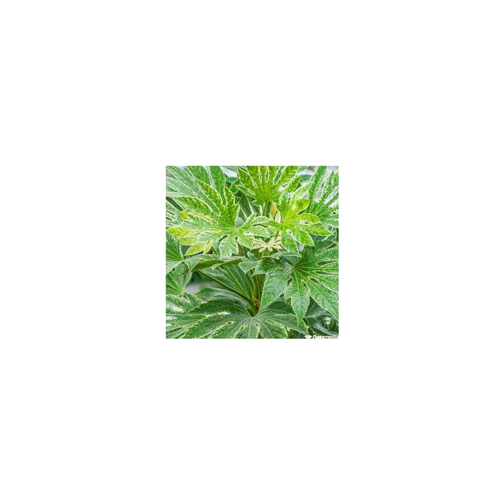 Fatsia 'Sipder's Web' pot 8 litres