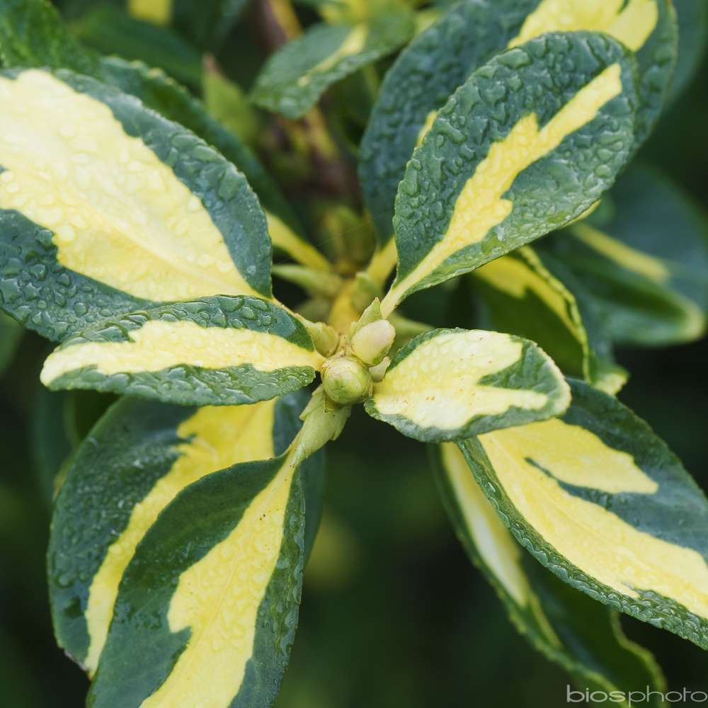 Euonymus 'Blondy®' pot 3L